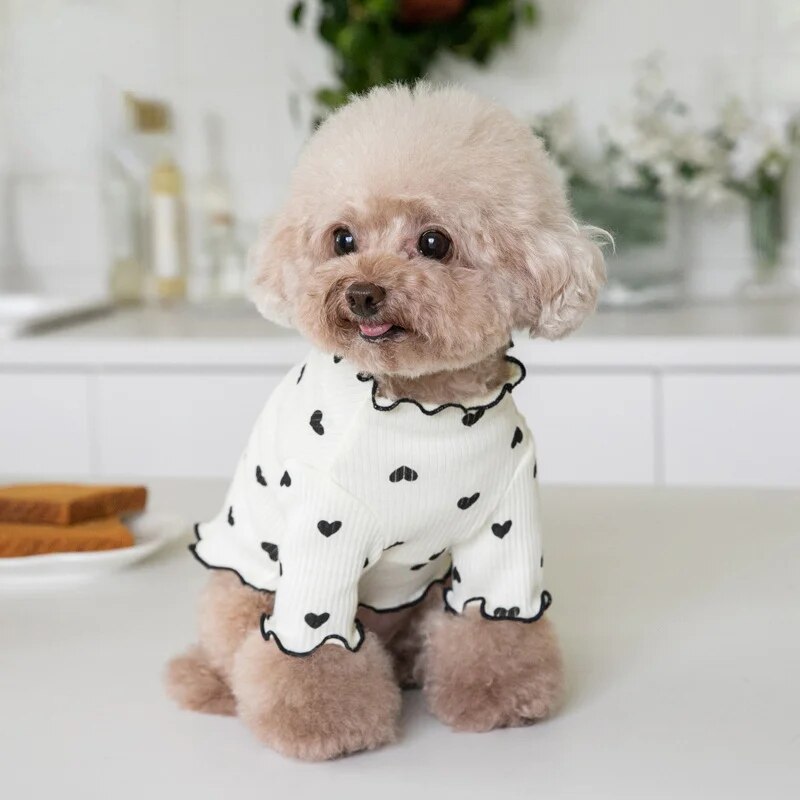 🐾 Sweater Weather = Cuteness Overload! 🐾