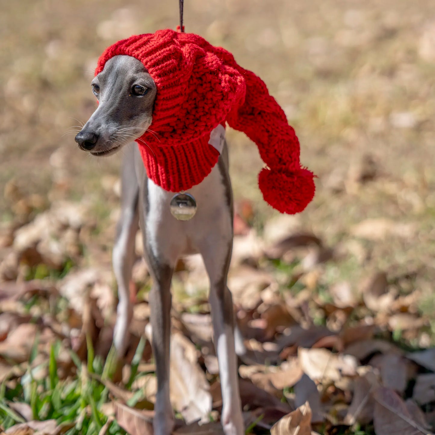 🐾 For the Most Stylish Sighthounds: "Woolly Whippet's Crown" 🐾