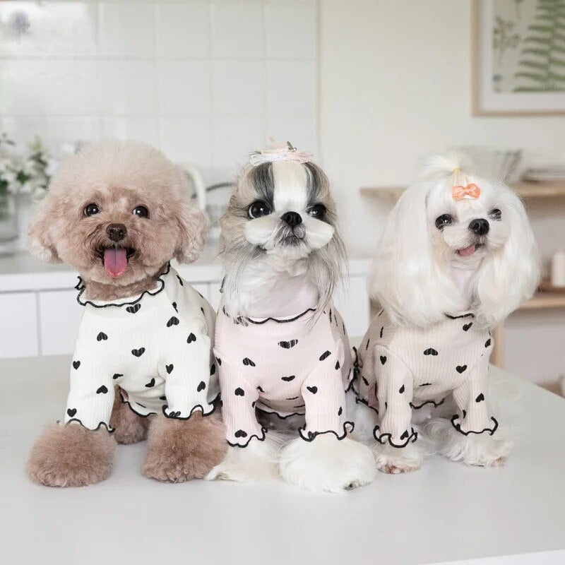 🐾 Sweater Weather = Cuteness Overload! 🐾