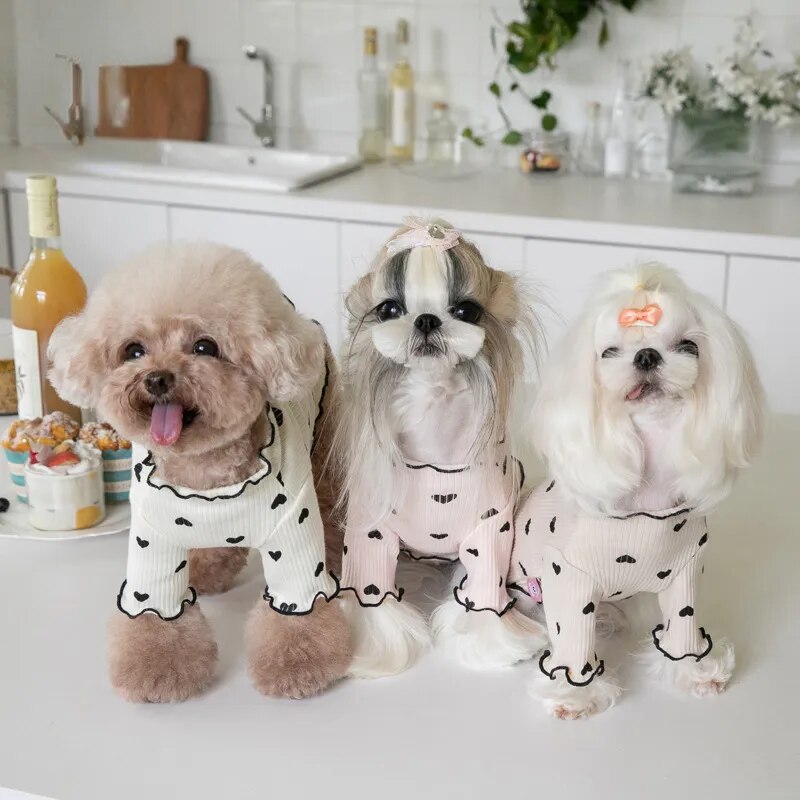 🐾 Sweater Weather = Cuteness Overload! 🐾