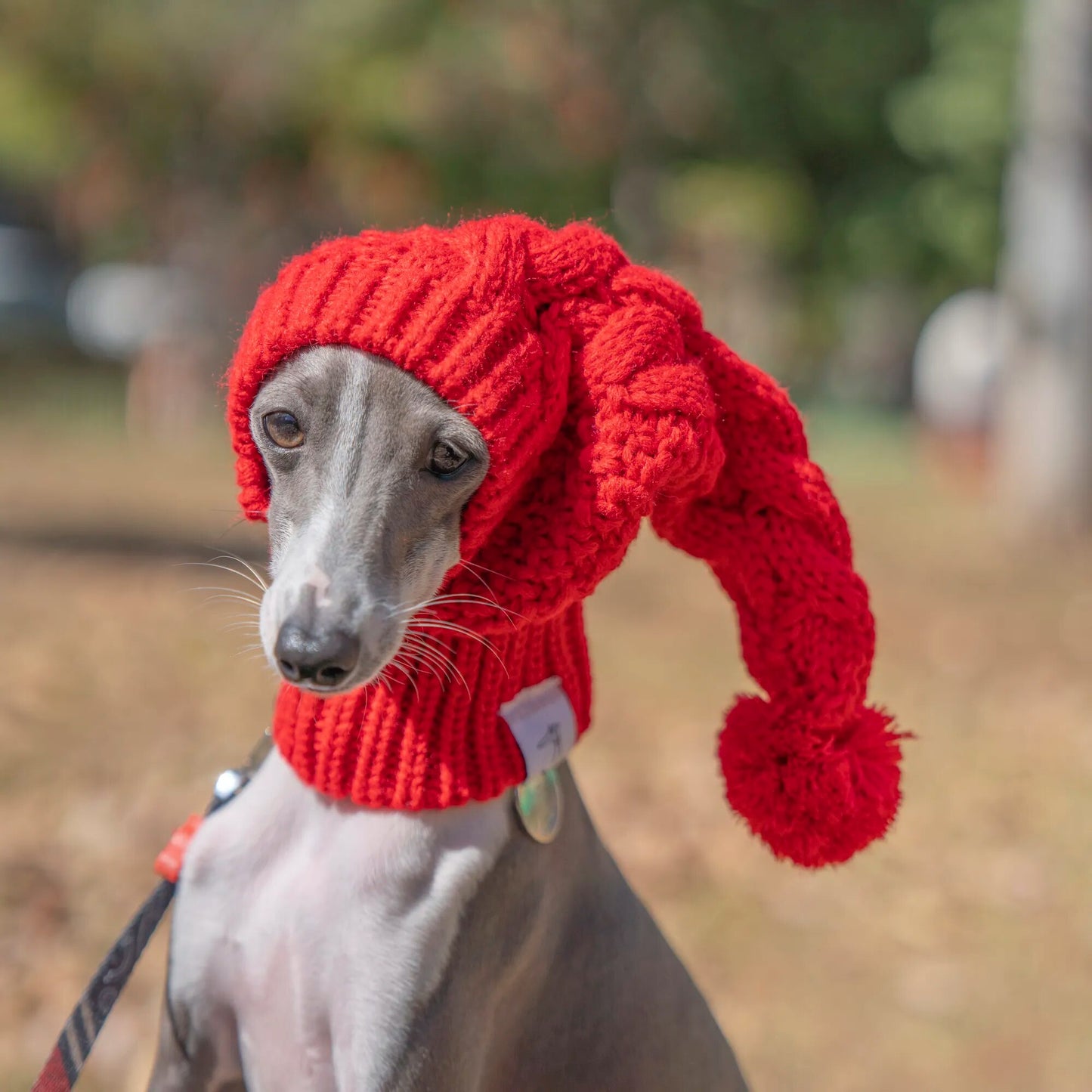 🐾 For the Most Stylish Sighthounds: "Woolly Whippet's Crown" 🐾