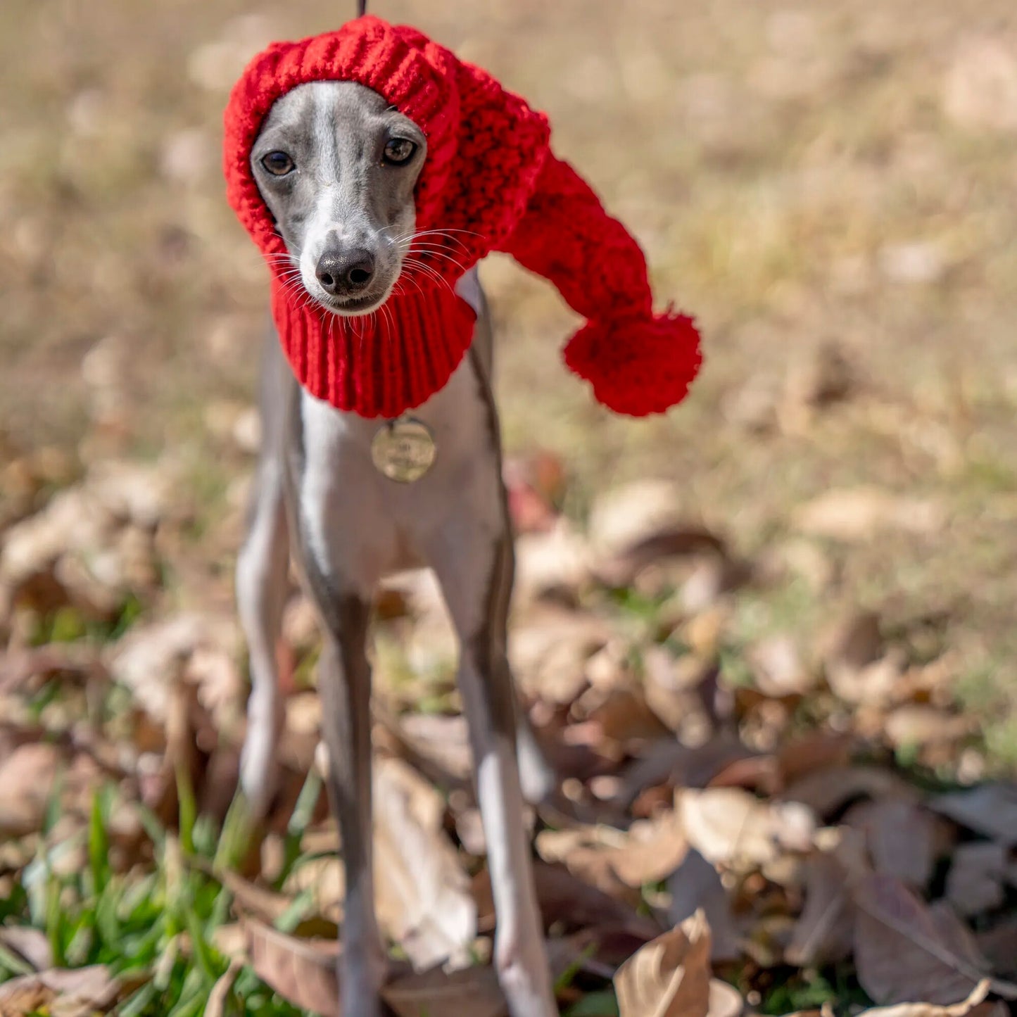 🐾 For the Most Stylish Sighthounds: "Woolly Whippet's Crown" 🐾