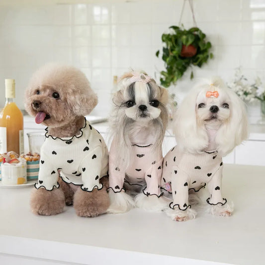 🐾 Sweater Weather = Cuteness Overload! 🐾