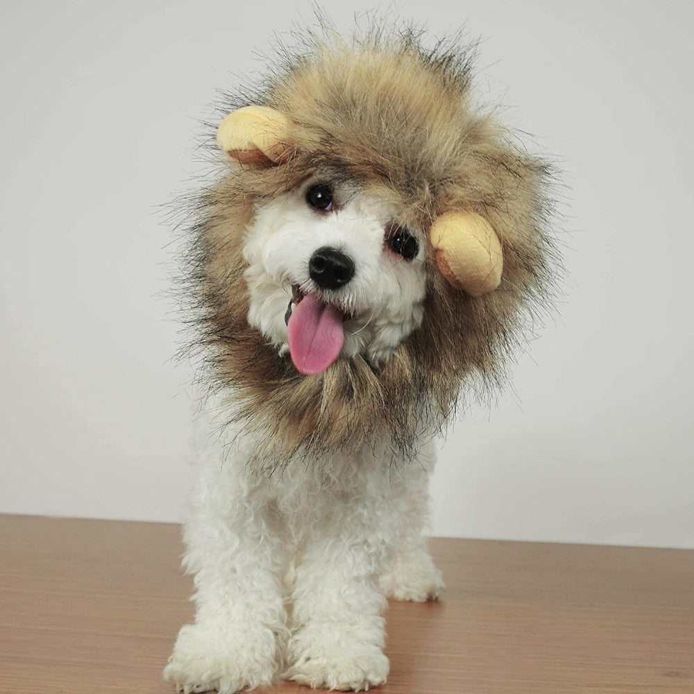 Cutest Little Lions Mane